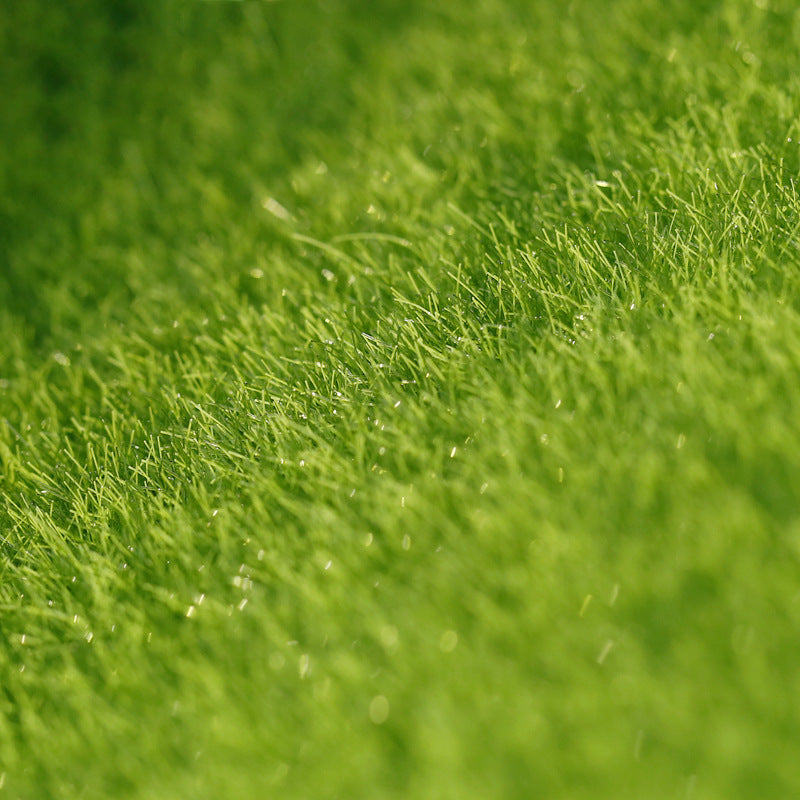 Home Moss Turf Lawn